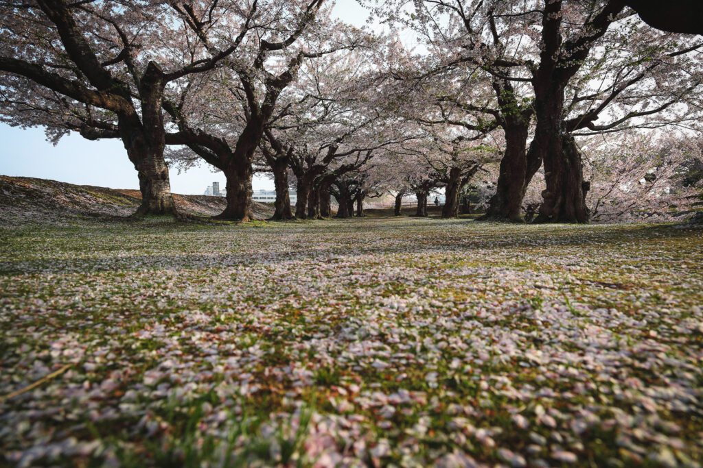 Sakury v Gorjaku Hakodate