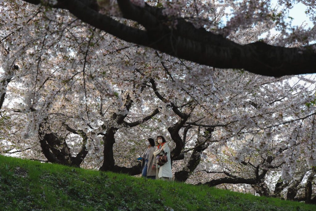 Sakury v Gorjaku Hakodate