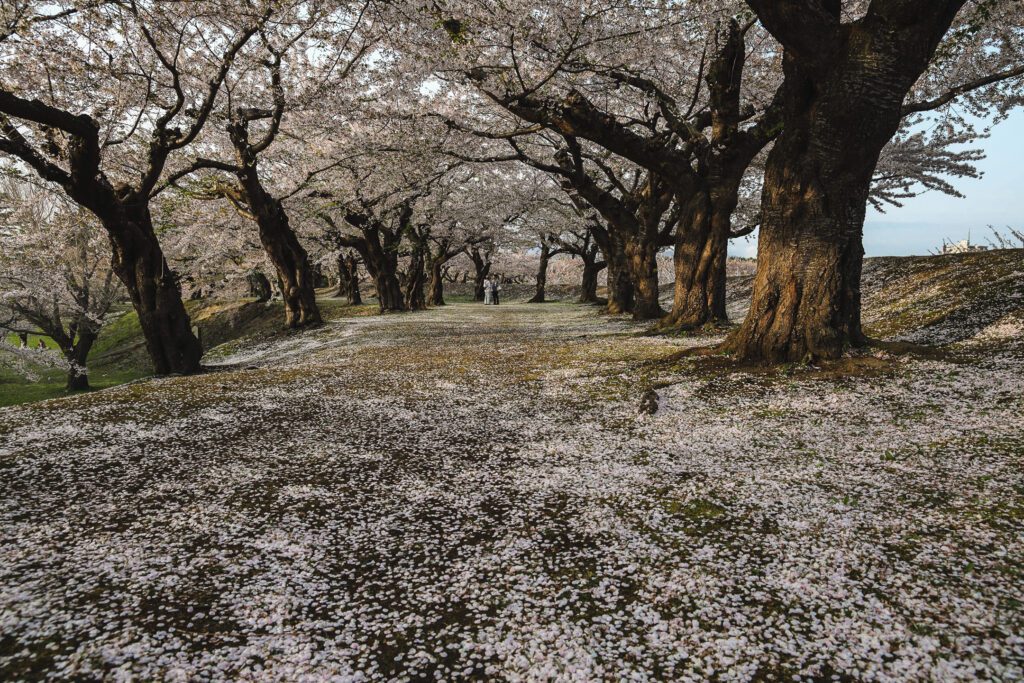 Sakury v Gorjaku Hakodate