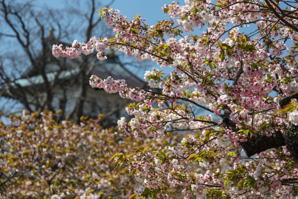 Sakury v Macumae parku