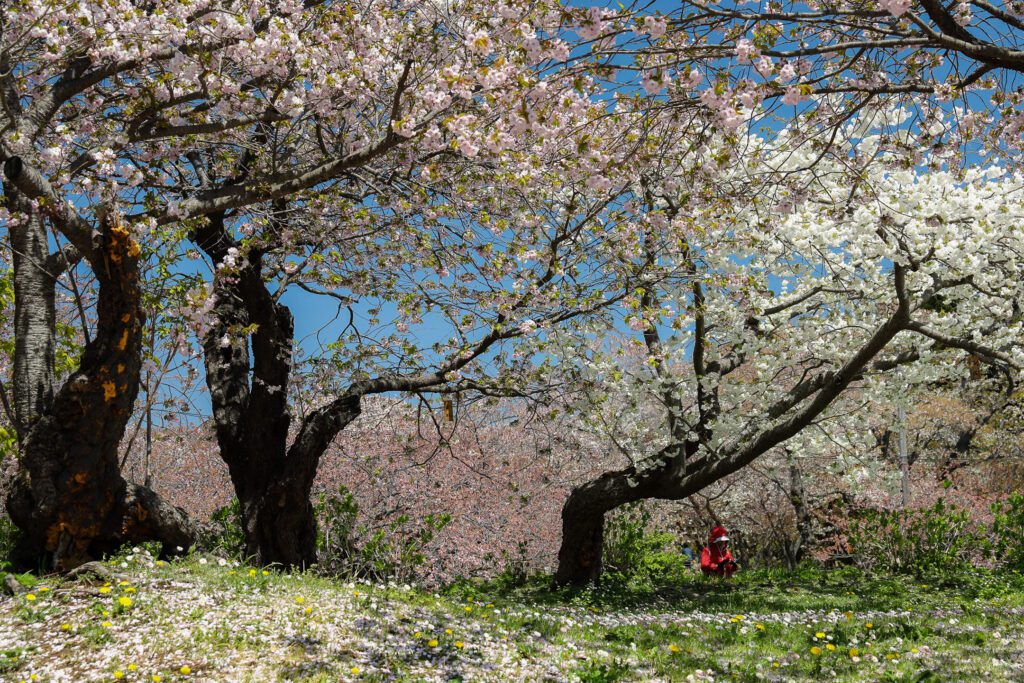 Sakury v Macumae parku