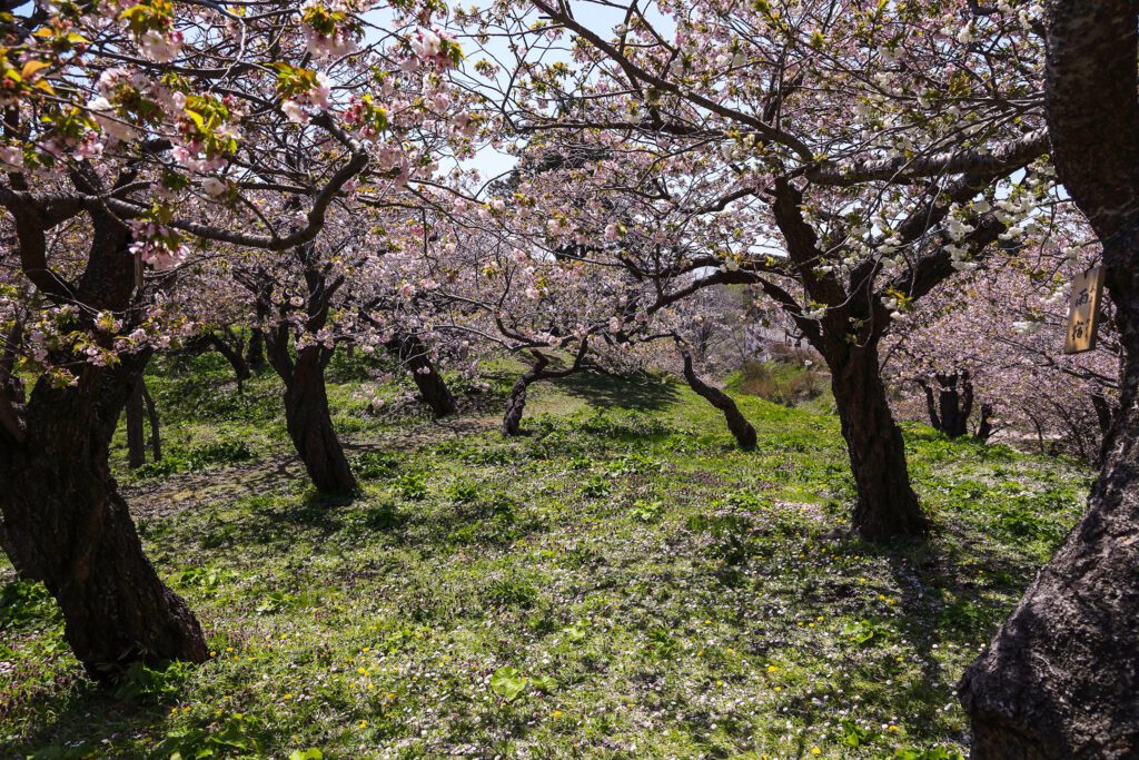 Sakury v Macumae parku