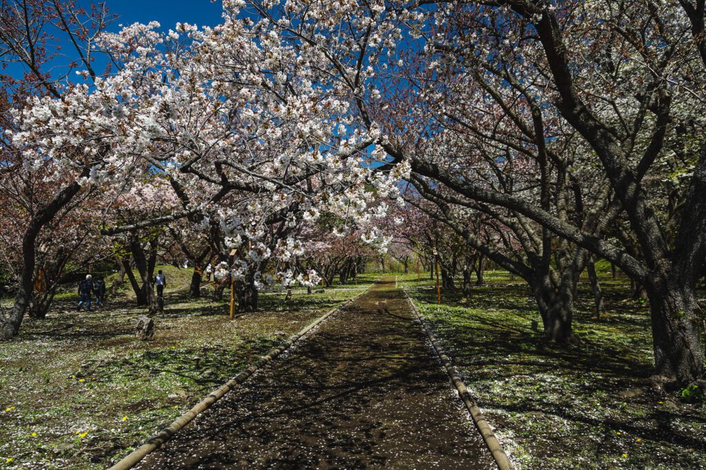 Sakury v Macumae parku