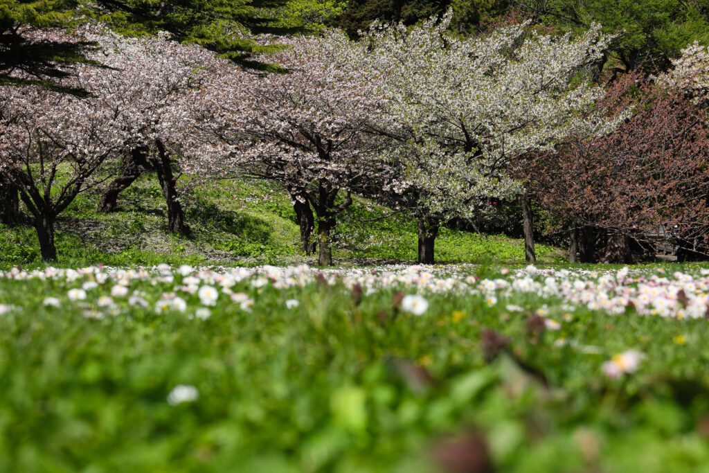 Sakury v Macumae parku