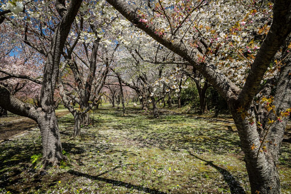 Kvetouci sakury Matsumae