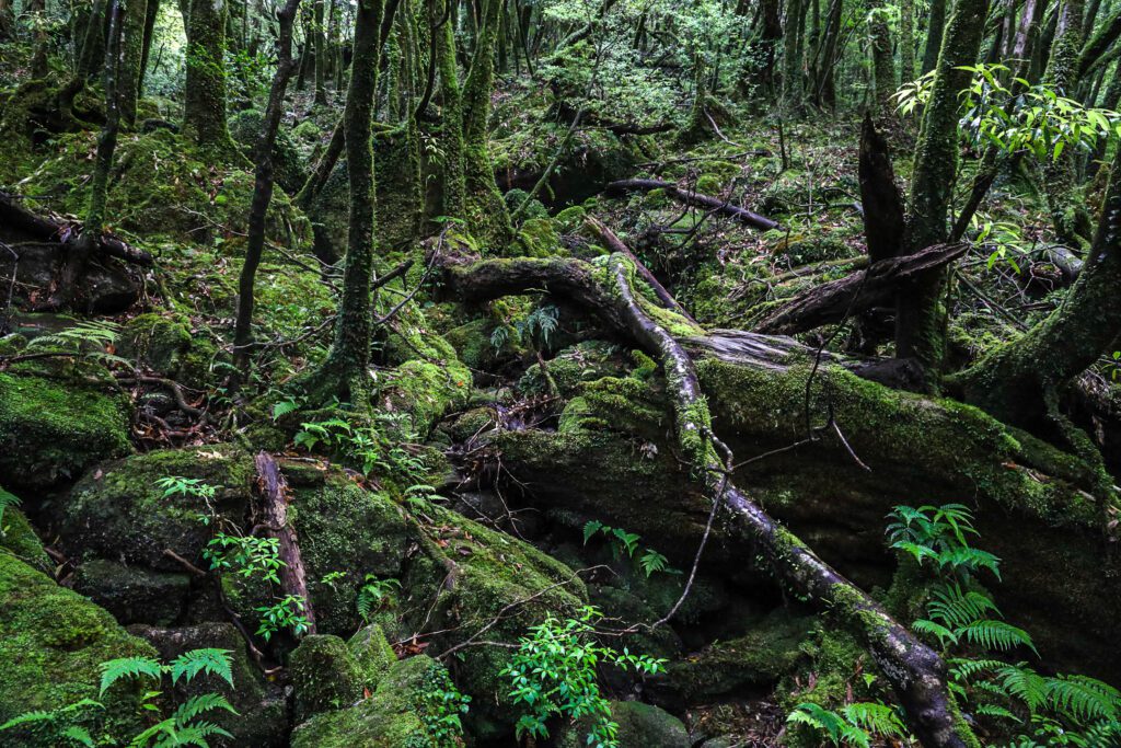 cedrový les na yakushime