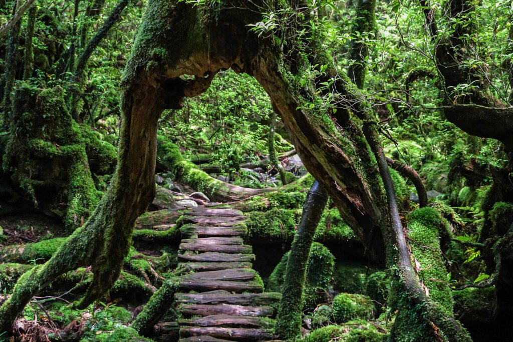 cedrový les na yakushime