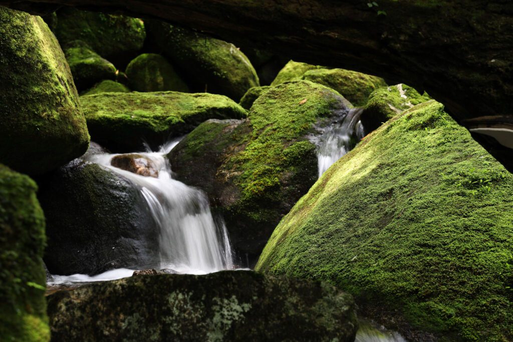 cedrový les na yakushime