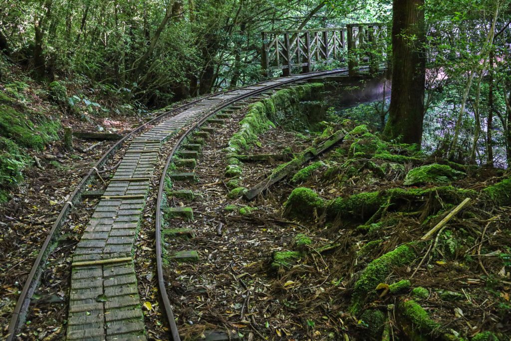 cedrový les na yakushime