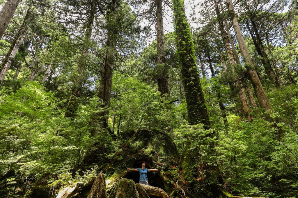 cedrový les na yakushime