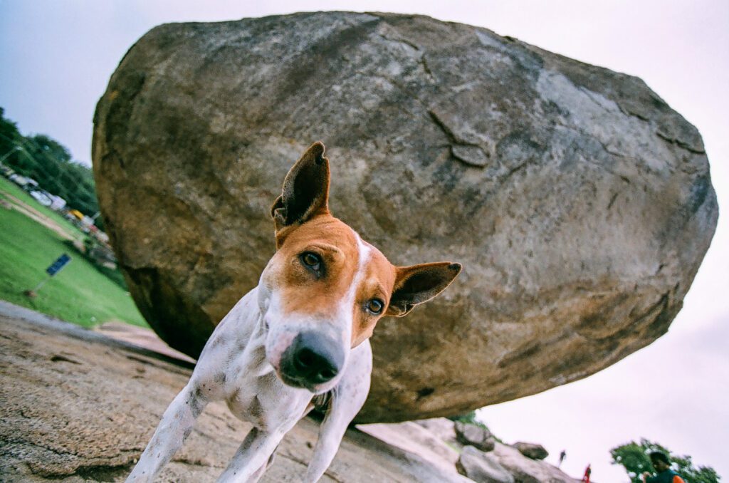 Pes a jeho kámen, Krishnas Butter šutr v Indii