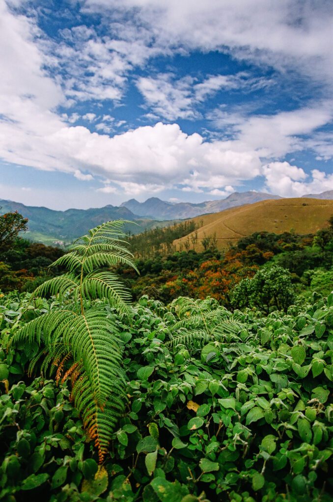 Kapradina v Západních Ghátech, Indie