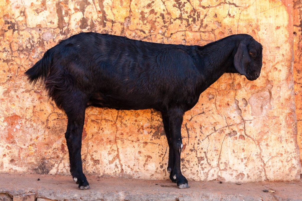 Koza nebo ovce v Indii