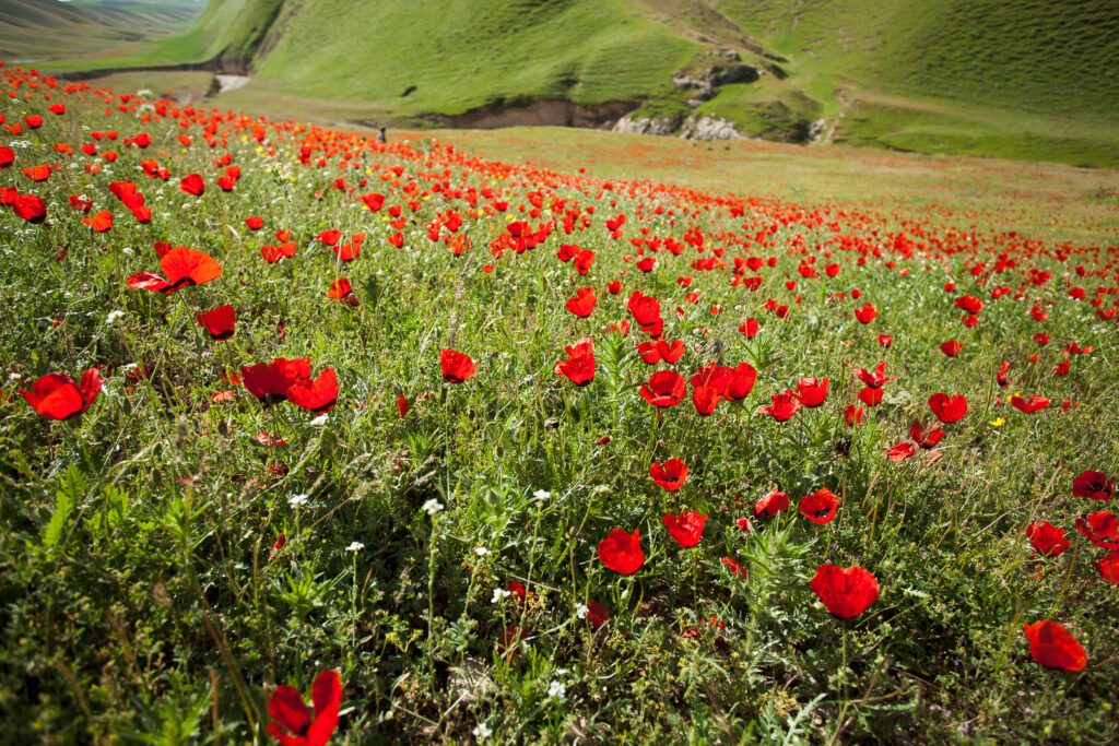 Vlčí mák v Afgánistánu