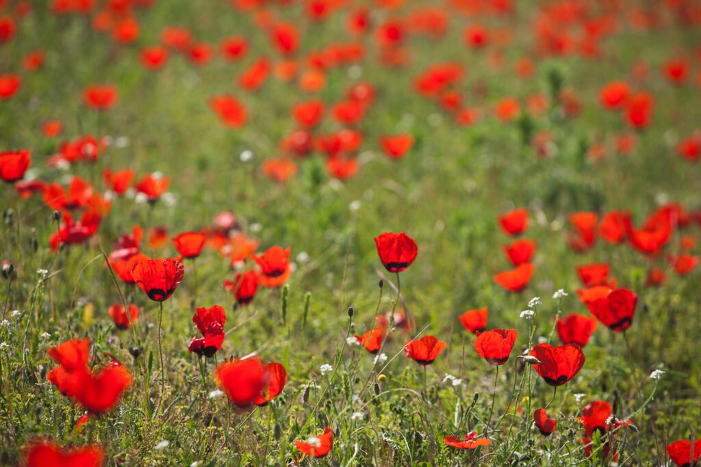 Vlčí mák v Afgánistánu