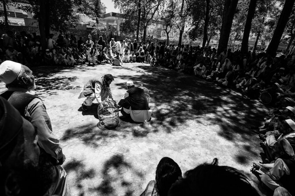 Ptačí zápas v Kábulu