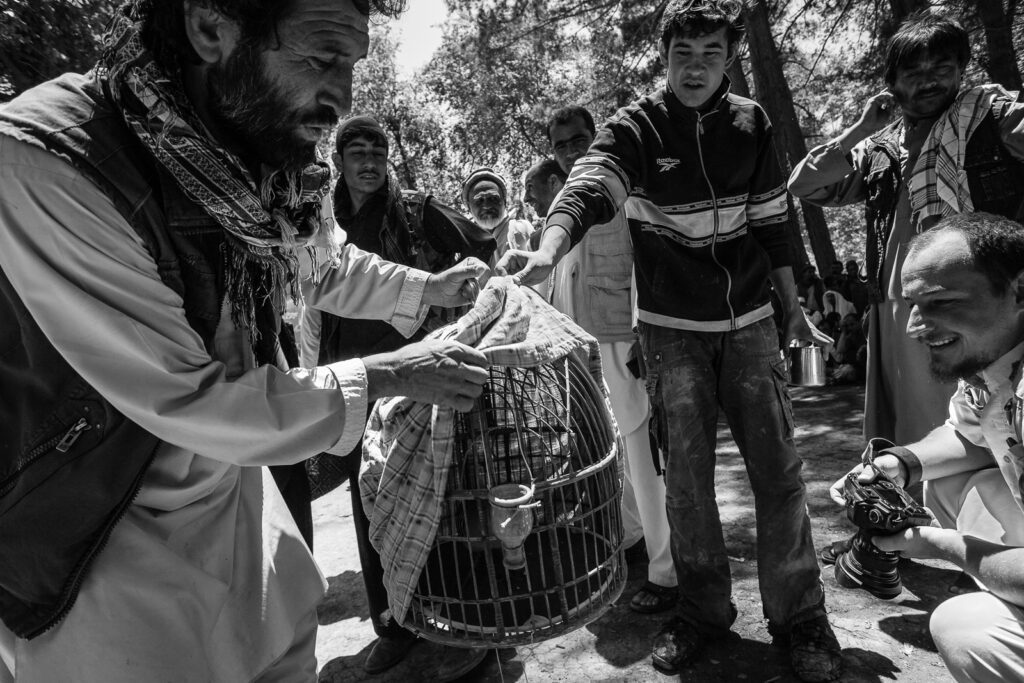 Ptačí zápas v Kábulu