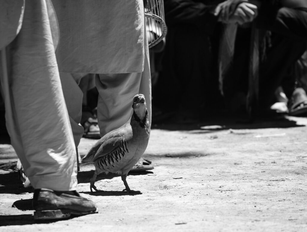 Ptačí zápas v Kábulu