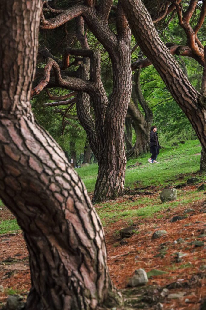 Gyeongju park