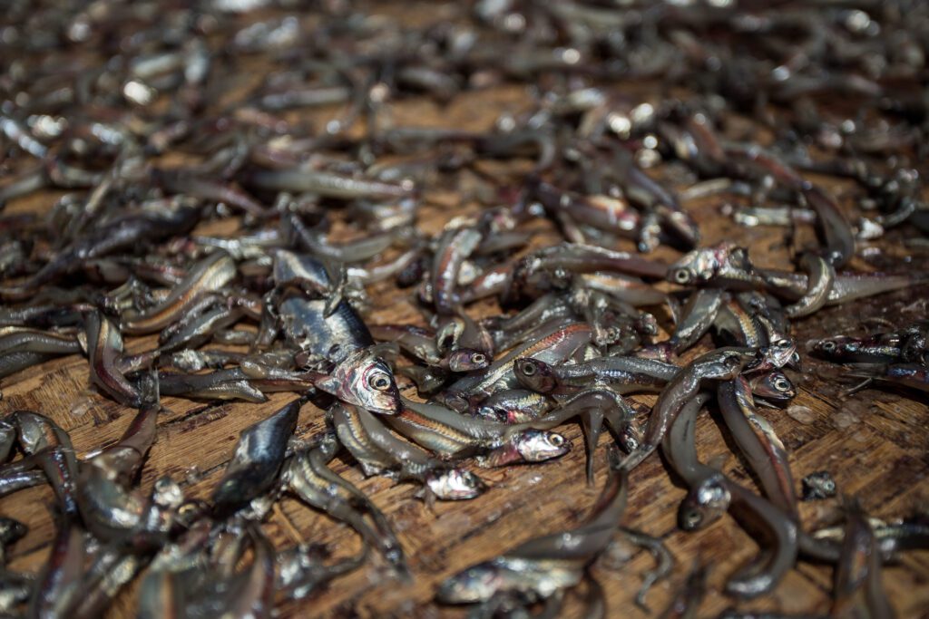 Málé ryby v přístavu v Tanzánii