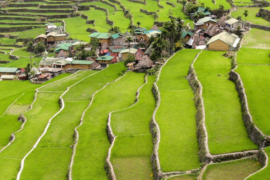 Rýžové terasy v Batadu