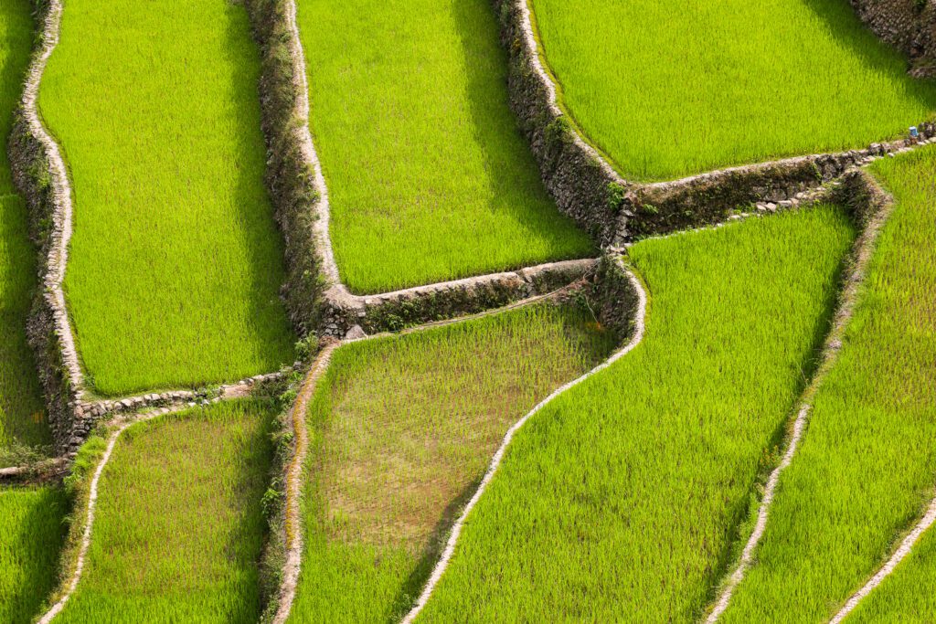 Rýžové terasy v Batadu