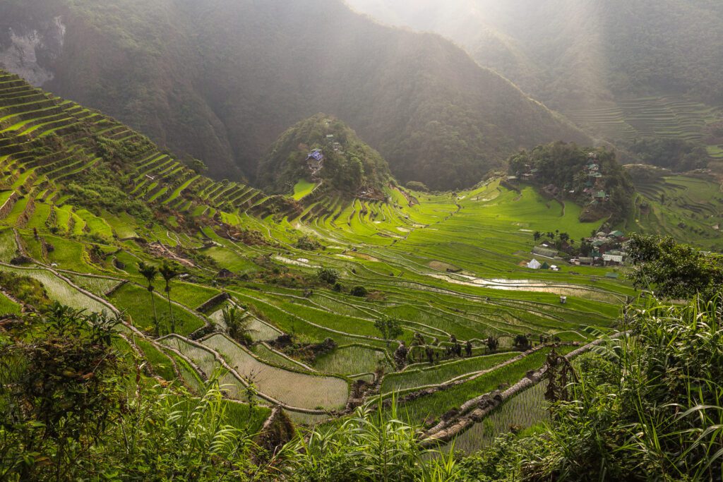 Rýžové terasy v Batadu