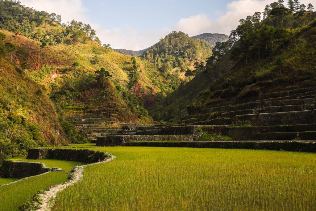 Rýžové terasy v Batadu