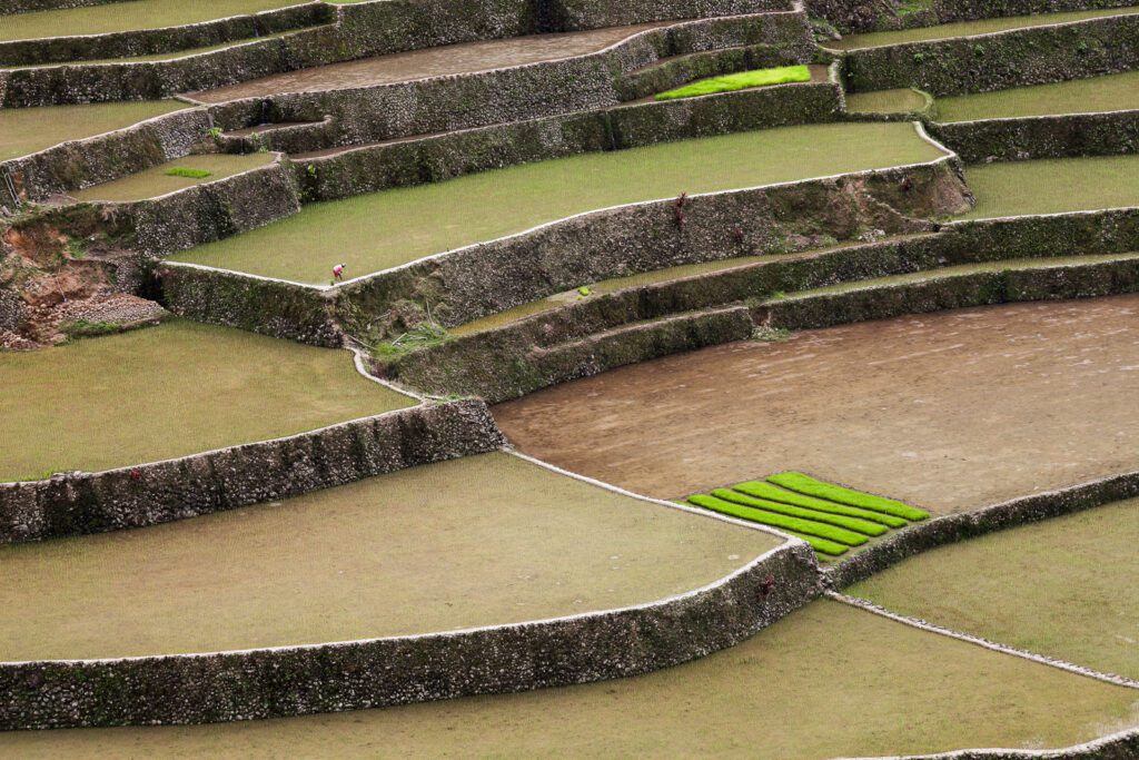 Rýžové terasy v Batadu