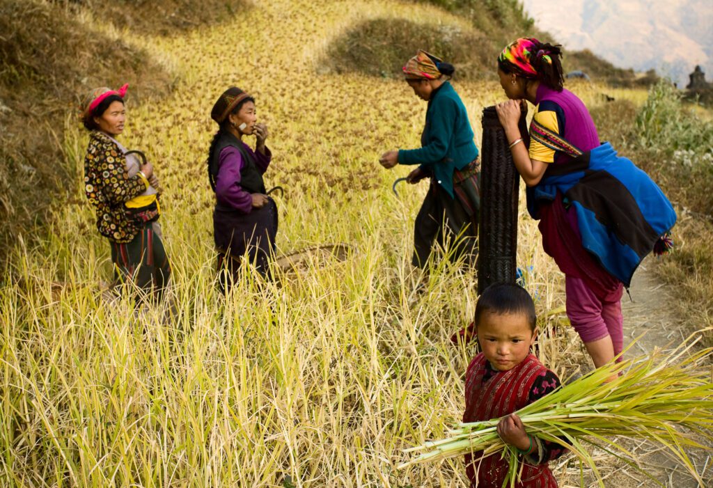 Langtang Valley - a picturesque image of food gathering