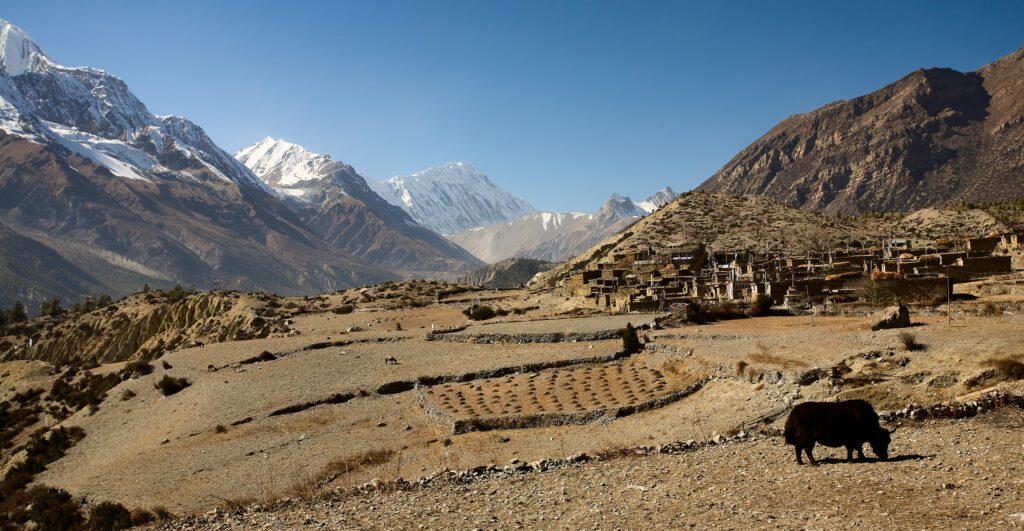 Jak na poli na Annapurna treku v Nepálu
