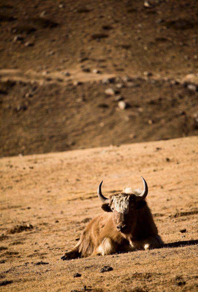 Himaljájský jak v Nepálu